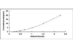 Quiescin Q6 Sulfhydryl Oxidase 1 (QSOX1) ELISA Kit