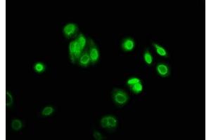 Immunofluorescence staining of HepG2 cells with ABIN7169445 at 1:166, counter-stained with DAPI. (SHF anticorps  (AA 1-159))