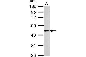 WB Image Sample (30 ug of whole cell lysate) A: PC-12 10% SDS PAGE antibody diluted at 1:500 (beta 2 Adrenergic Receptor anticorps  (C-Term))