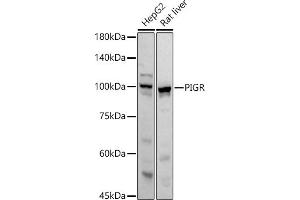 Western blot analysis of extracts of various cell lines, using PIGR antibody (ABIN6128562, ABIN6145618, ABIN6145620 and ABIN6221728) at 1:1000 dilution.