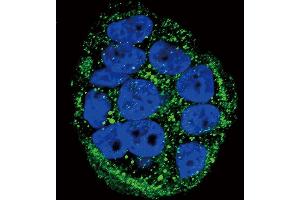 Confocal immunofluorescent analysis of FXN Antibody (Center) (ABIN390378 and ABIN2840780) with WiDr cell followed by Alexa Fluor 488-conjugated goat anti-rabbit lgG (green).