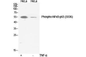 Western Blot (WB) analysis of specific cells using Phospho-NFkappaB-p65 (S536) Polyclonal Antibody. (NF-kB p65 anticorps  (pSer536))