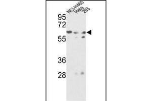 Western blot analysis of GNS Antibody (Center ) (ABIN390493 and ABIN2840852) in NCI-, Hela, 293 cell line lysates (35 μg/lane). (GNS anticorps  (AA 283-313))