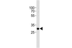Western blot analysis of lysate from mouse kidney tissue using Hes1 antibody diluted at 1:1000.