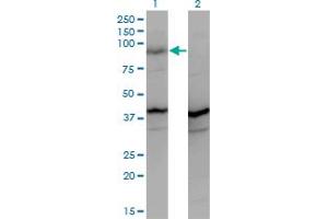 Western Blot analysis of PCDHGA2 expression in transfected 293T cell line by PCDHGA2 monoclonal antibody (M01A), clone 2A7. (PCDHGA2 anticorps  (AA 223-331))