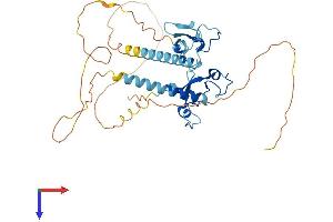 AlphaFold protein structure predicition of Mouse Recombinant Mbnl2 Protein, UniprotID Q8C181