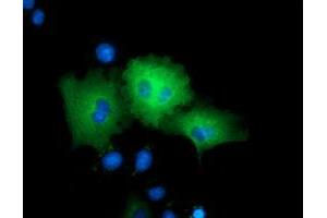 Immunofluorescence (IF) image for anti-rho GTPase Activating Protein 25 (ARHGAP25) antibody (ABIN1496708) (ARHGAP25 anticorps)