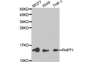 Western blot analysis of extracts of various cell lines, using PHPT1 antibody. (PHPT1 anticorps  (AA 1-125))
