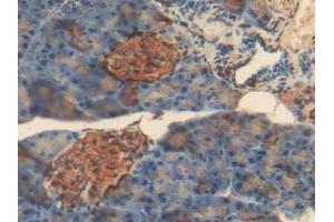 IHC-P analysis of Mouse Pancreas Tissue, with DAB staining. (Insulin anticorps  (AA 25-54, AA 90-110))