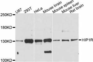Western blot analysis of extracts of various cell lines, using HIP1R antibody. (HIP1R anticorps  (AA 300-600))