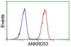 Image no. 2 for anti-Ankyrin Repeat Domain 53 (ANKRD53) (AA 1-300) antibody (ABIN1490722) (ANKRD53 anticorps  (AA 1-300))