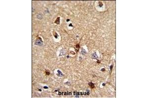 Formalin-fixed and paraffin-embedded human brain tissue reacted with PRDX6 Antibody (C-term), which was peroxidase-conjugated to the secondary antibody, followed by DAB staining.