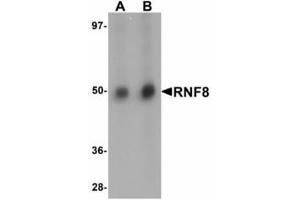 Image no. 1 for anti-Ring Finger Protein 8 (RNF8) (C-Term) antibody (ABIN478298) (RNF8 anticorps  (C-Term))