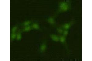 Immunocytochemistry (ICC) image for anti-Protein Arginine Methyltransferase 5 (PRMT5) antibody (ABIN1854966) (PRMT5 anticorps)