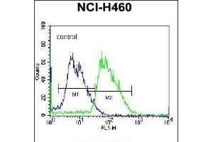Flow cytometric analysis of NCI-H460 cells (right histogram) compared to a negative control cell (left histogram). (MINPP1 anticorps  (C-Term))