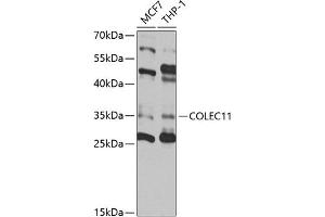 Western blot analysis of extracts of various cell lines, using COLEC11 antibody (ABIN6130117, ABIN6138854, ABIN6138855 and ABIN6220812) at 1:1000 dilution. (COLEC11 anticorps  (AA 26-271))