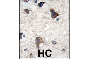Formalin-fixed and paraffin-embedded human brain tissue reacted with CDH4 antibody (N-term) (ABIN388148 and ABIN2846884) , which was peroxidase-conjugated to the secondary antibody, followed by DAB staining.