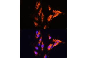 Immunofluorescence analysis of C6 cells using MFGE8 antibody (ABIN6128291, ABIN6143792, ABIN6143794 and ABIN6215931) at dilution of 1:100.