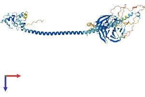 AlphaFold protein structure predicition of Mouse Recombinant Trim32 Protein, UniprotID Q8CH72