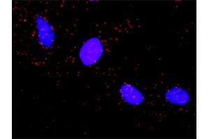 Proximity Ligation Analysis of protein-protein interactions between PKM2 and ARAF.