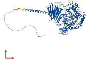 AlphaFold protein structure predicition of Mouse Recombinant Myorg Protein, UniprotID Q69ZQ1