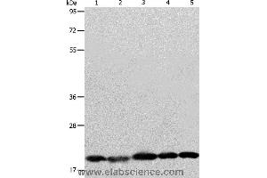 Western blot analysis of Human brain malignant glioma tissue, MCF7, Raji, Lovo and 293T cell, using BAX Polyclonal Antibody at dilution of 1:426 (BAX anticorps)