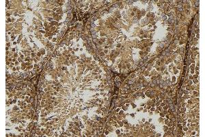 ABIN6277584 at 1/100 staining Mouse testis tissue by IHC-P. (GLUL anticorps  (C-Term))