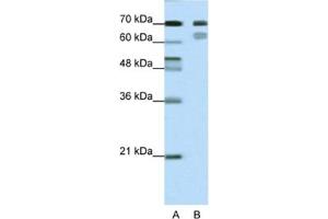 Western Blotting (WB) image for anti-Transcription Factor 3 (E2A Immunoglobulin Enhancer Binding Factors E12/E47) (TCF3) antibody (ABIN2461685) (TCF3 anticorps)