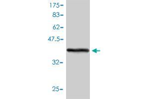Western Blot detection against Immunogen (41.