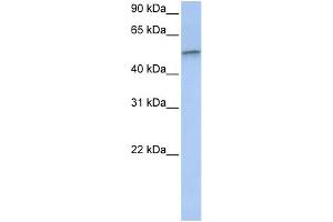 VIM antibody - C-terminal region  validated by WB using MCF-7 whole cell lysates at 1.