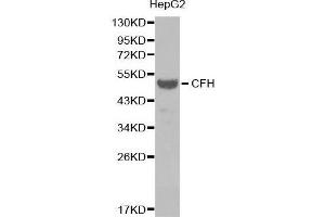 Western blot analysis of extracts of HepG2 cell line, using CFH antibody. (Complement Factor H anticorps  (AA 20-270))