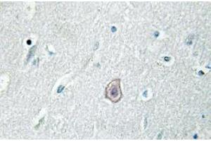 Image no. 2 for anti-Prostaglandin E Receptor 3 (Subtype EP3) (PTGER3) antibody (ABIN317859) (PTGER3 anticorps)