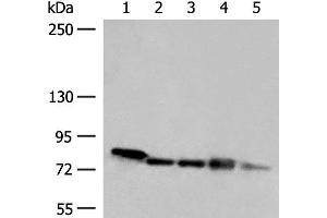 Western blot analysis of 293T HepG2 A172 cell Mouse heart tissue Jurkat cell lysates using MCCC1 Polyclonal Antibody at dilution of 1:300