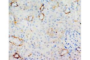 Immunohistochemical analysis of paraffin-embedded rat kidney sections, stain MIF in cytoplasm DAB chromogenic reaction. (MIF anticorps  (C-Term))