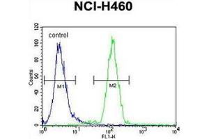 Flow cytometric analysis of NCI-H460 cells using FUT4 Antibody (C-term) Cat. (CD15 anticorps  (C-Term))