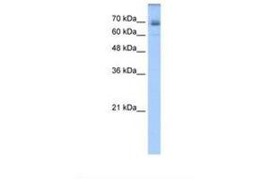 Image no. 1 for anti-Ligand of Numb-Protein X 1 (LNX1) (AA 431-480) antibody (ABIN320787) (LNX1 anticorps  (AA 431-480))