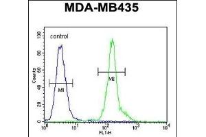 CLEC10A Antibody (N-term) (ABIN654515 and ABIN2844239) flow cytometric analysis of MDA-M cells (right histogram) compared to a negative control cell (left histogram). (CLEC10A anticorps  (N-Term))