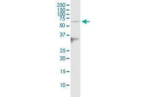 IGSF8 polyclonal antibody (A01).