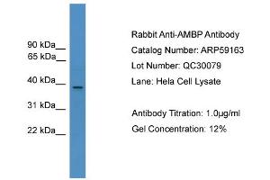 WB Suggested Anti-AMBP  Antibody Titration: 0. (AMBP anticorps  (N-Term))