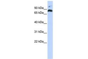 Image no. 1 for anti-PHD Finger Protein 21A (PHF21A) (AA 324-373) antibody (ABIN6742488) (PHF21A anticorps  (AA 324-373))