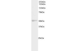 ABIN184644 staining (2µg/ml) of Daudi cell lysate (RIPA buffer, 20µg total protein per lane).