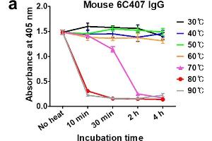 ELISA and SDS-PAGE analysis under thermal stress. (Lapin anti-Souris IgG (Fc Region) Anticorps (Alkaline Phosphatase (AP)))