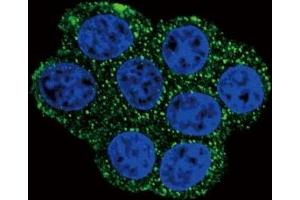 Confocal immunofluorescent analysis of SDHD antibody with HeLa cells followed by Alexa Fluor 488-conjugated goat anti-rabbit lgG (green).