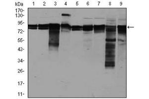 Western Blotting (WB) image for anti-Eukaryotic Translation Initiation Factor 4B (EIF4B) antibody (ABIN1107074)