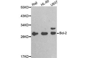 Western blot analysis of extracts of various cell lines, using BCL2 antibody. (Bcl-2 anticorps  (AA 81-131))