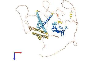 AlphaFold protein structure predicition of Mouse Recombinant Foxp1 Protein, UniprotID P58462