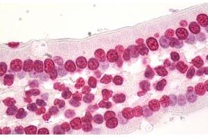 Image no. 5 for anti-Histone Cluster 1, H3d (HIST1H3D) (AA 1-61) antibody (ABIN1498666) (HIST1H3D anticorps  (AA 1-61))