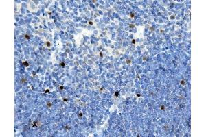 IHC analysis of MAFA using anti-MAFA antibody (ABIN7602623). (MAFA anticorps  (AA 9-308))