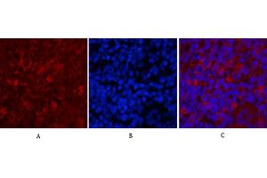 Immunofluorescence analysis of rat spleen tissue. (Caspase 9 anticorps)