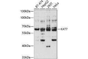 Western blot analysis of extracts of various cell lines, using K antibody (ABIN6128005, ABIN6142689, ABIN6142690 and ABIN6221516) at 1:1000 dilution. (MYST2 anticorps  (AA 55-193))